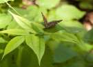 Podsused Butterfly wallpaper