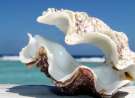Big Shell wallpaper