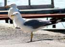 Seagulls In The Port wallpaper