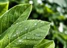 Freshness wallpaper