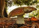 Mushroom wallpaper
