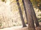 Forest wallpaper
