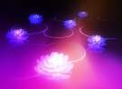 Android Honeycomb 3.0 Lotus wallpaper