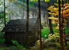 Forest House wallpaper