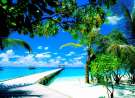 Amazing Coco Palm wallpaper