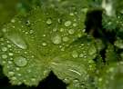 Burdock Leaf wallpaper