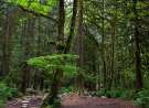 Shades of Green wallpaper