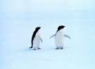 Lonely Penguins wallpaper