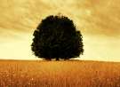 Good Old Tree wallpaper