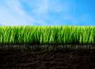 Fresh Grass wallpaper