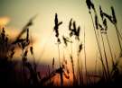Plants In The Sunset wallpaper