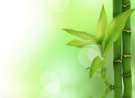 Green Bamboo wallpaper