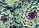 Succulents and Raindrops  wallpaper