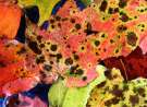 Leaf Assortment wallpaper