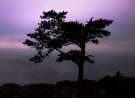 Twilight at Raven's Roost wallpaper