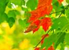 Autumn Bloom wallpaper