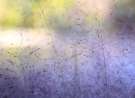 Purple Murmur wallpaper
