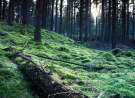 Mossy wallpaper