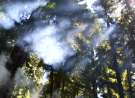 Breaking through the Trees wallpaper