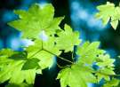 Leaves wallpaper