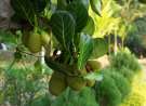Jackfruit wallpaper
