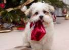 Cute Puppy With Present wallpaper