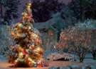 Outdoor Christmas Tree wallpaper