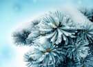 Frosty wallpaper