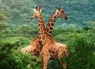 Giraffe Friends wallpaper