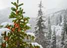 Pine cones in winter wallpaper