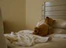 Bear Takes A Nap wallpaper