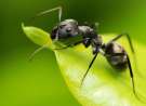 Ant wallpaper