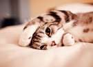 Cute Kitty wallpaper