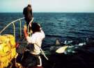 Vintage Cinema: Jaws wallpaper