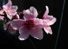 Flowers wallpaper