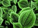 Leaves wallpaper