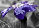 Selective Wet Petal wallpaper