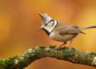 Little Bird wallpaper