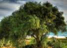 Beach Tree wallpaper