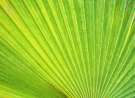 green nature wallpaper