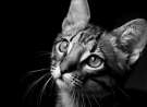 cats eyes wallpaper