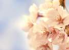 Cherry Blossom wallpaper