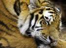 The Tiger wallpaper
