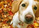 Beagle wallpaper