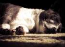 Doggie Dreams wallpaper