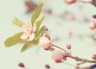 Cherry Blossoms In The Sun wallpaper
