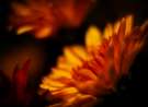 close up flower wallpaper