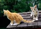 Observing Cats wallpaper