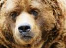Bear wallpaper