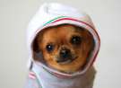 Funny Chihuahua wallpaper